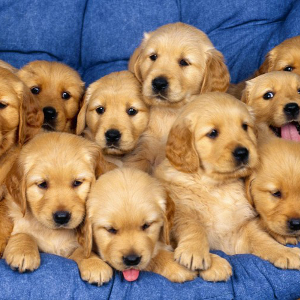 Cuccioli Disponibili