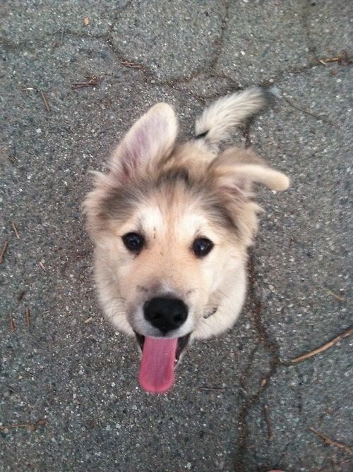 Foto del Giorno - 7zampe.it