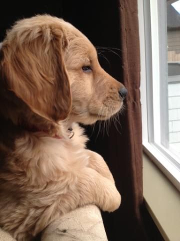 Foto del Giorno - 7zampe.it