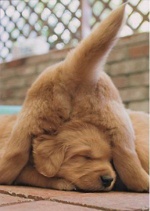 Foto del Giorno - 7zampe.it