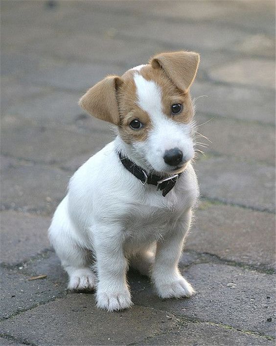 Foto del Giorno - 7zampe.it