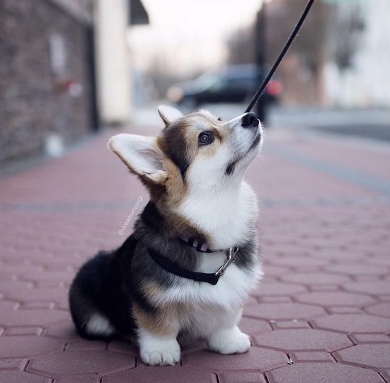 Foto del Giorno - 7zampe.it