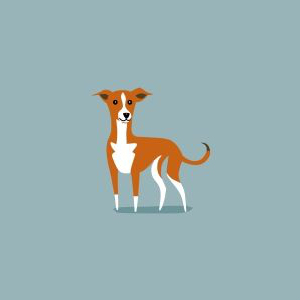 Greyhound