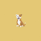 American Pit Bull Terrier